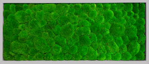 Obraz Kopečkový mech světle zelený – 136x56cm šedý tenký rám