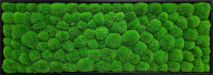 Obraz Kopčekový mach svetlo zelený – 136x56cm čierny drevený tenký rám