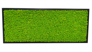 Obraz Fínsky Sobí mach svetlo zelený - 136x56cm tenký čierný rám